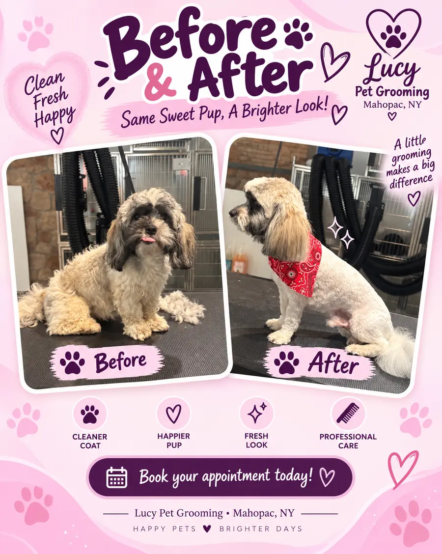 Before and after grooming of a shih-poo, finished with a red bandana β Lucy Pet Grooming Mahopac