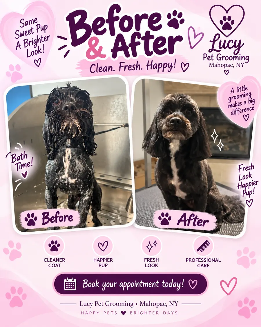 Before and after bath and haircut of a black cocker spaniel at Lucy Pet Grooming