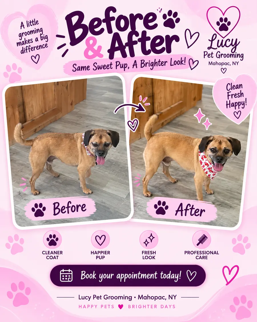 Before and after groom of a puggle with a fresh bandana at Lucy Pet Grooming in Mahopac NY