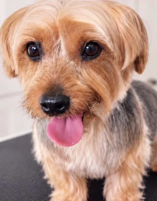 The same Yorkshire terrier after a full groom, coat trimmed and tidy