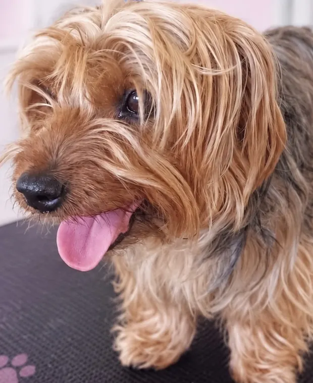 Yorkshire terrier with a shaggy coat before grooming at Lucy Pet Grooming in Mahopac NY
